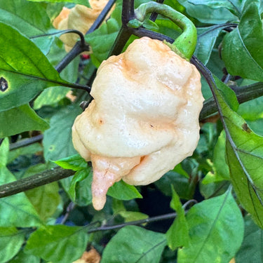 Reaper Sbagliato Purple Peach - Seeds - The Pepper Pantry (Formerly Marie Sharp's)